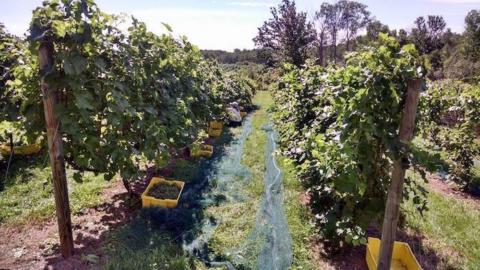 Rose Valley Winery Tawas