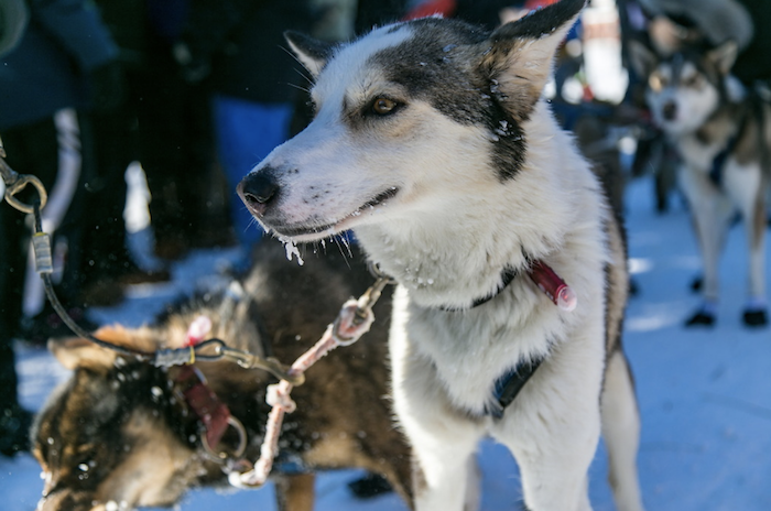 Dog sled team preparing to race