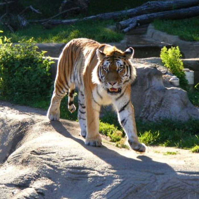 Tiger at the Detroit Zoo