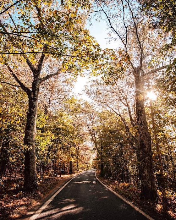 tunnel of trees tunnel of trees