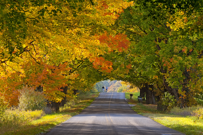 Tunnel-of-Trees-Todd-Reed.jpg