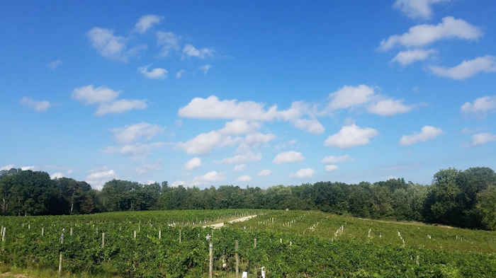 Vineyard 2121 in Benton Harbor