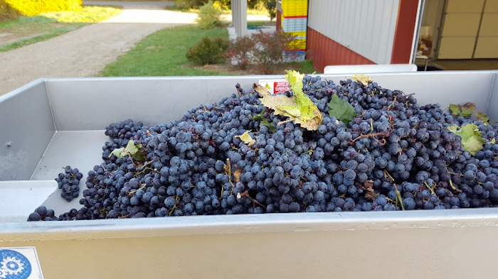White Pine Winery in St. Joseph