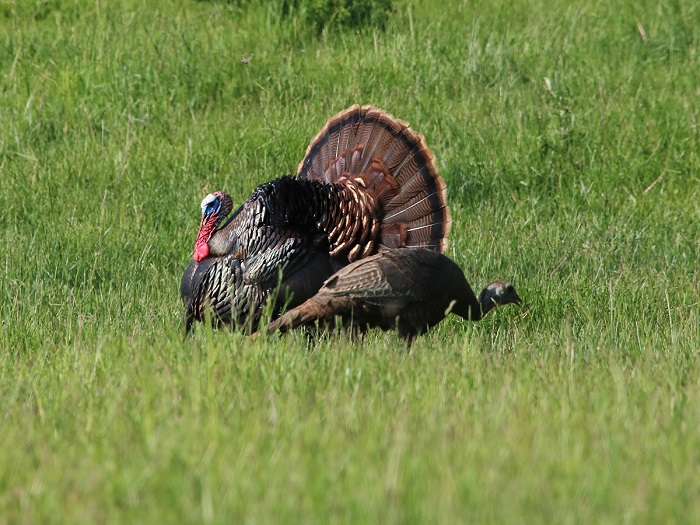 3 Tips for Spring Turkey Hunting Season in Michigan Michigan