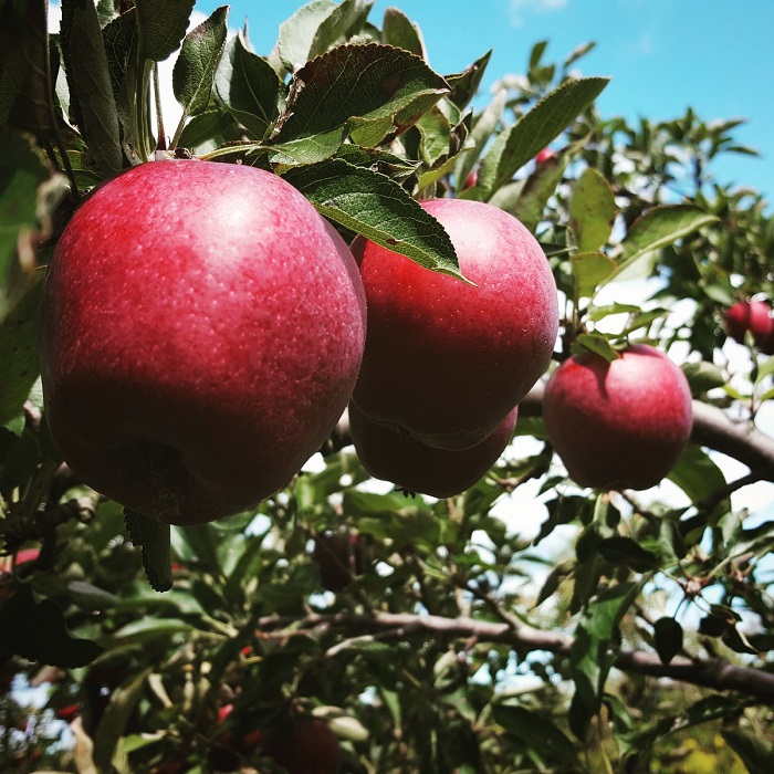 Apples from McCallum's Orchard