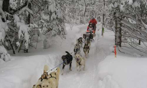 dog sledding UP.jpg