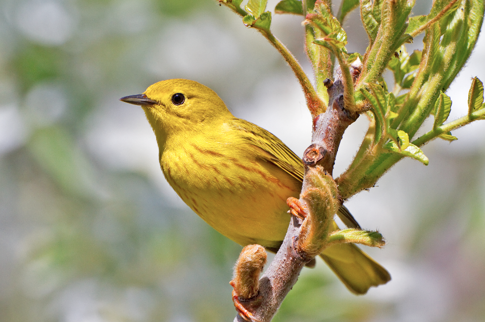 Yellow Warbler
