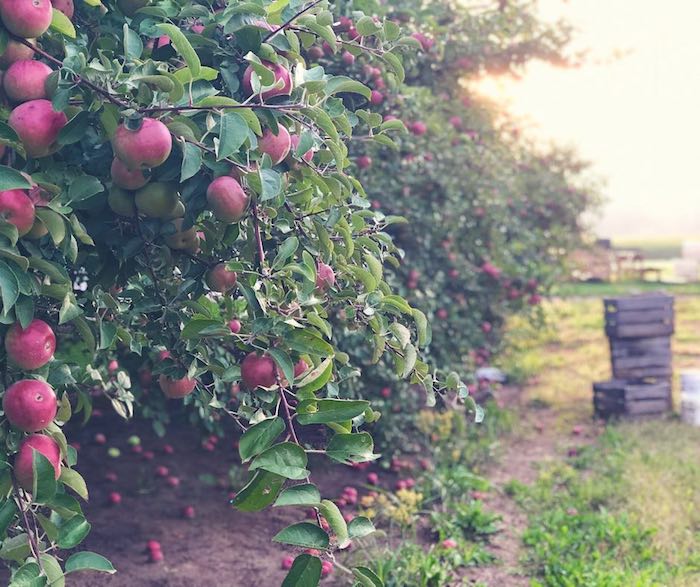 20 Michigan Agriculture Facts You Might Not Have Known Michigan