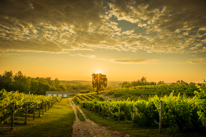Traverse City Vineyards