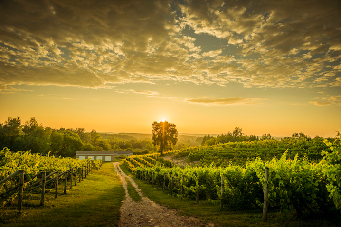 vineyard tours michigan