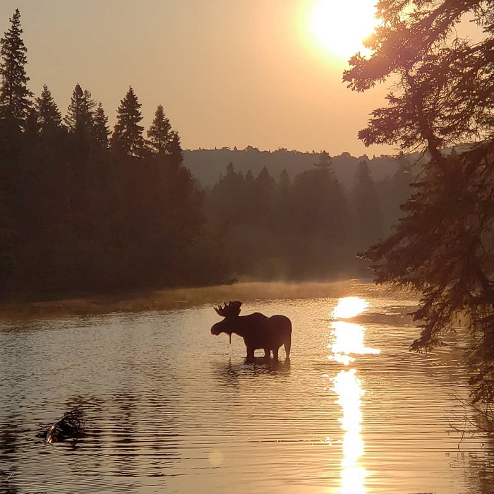 A Moose on Isle Royale