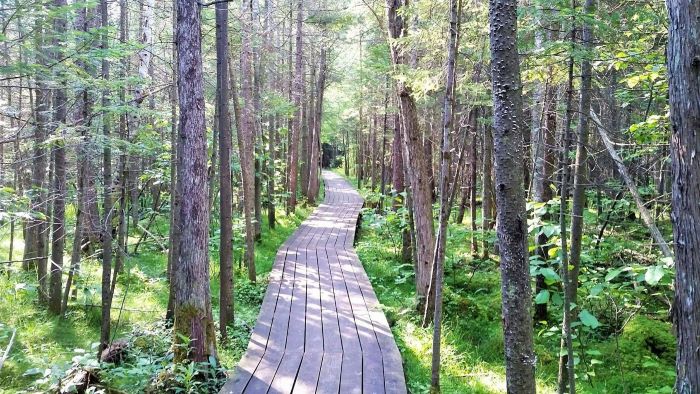 Boardwalk Trail at Glacial Hills Pathway and Natural Area