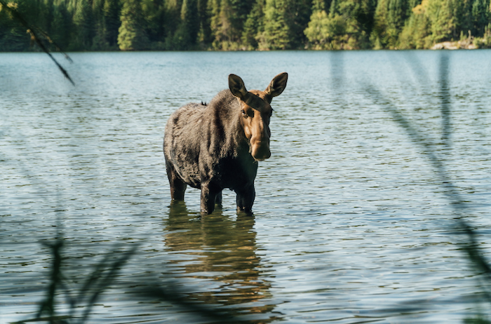 Moose wading in lake on Isle Royale