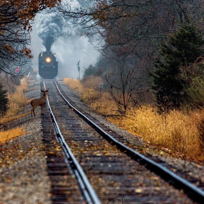 Deer looks at steam locomotive in fall forest