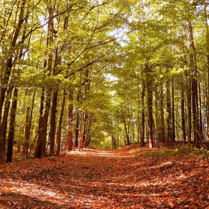A path covered in red fallen leaves in Maybury