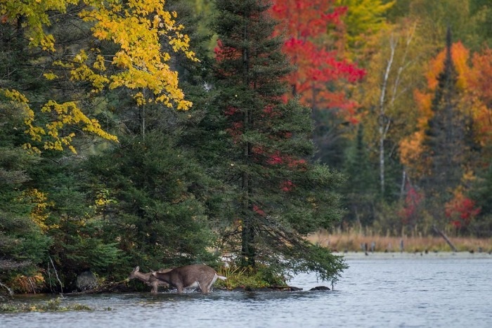 Deer in the Woods of Randville, MI During the Fall