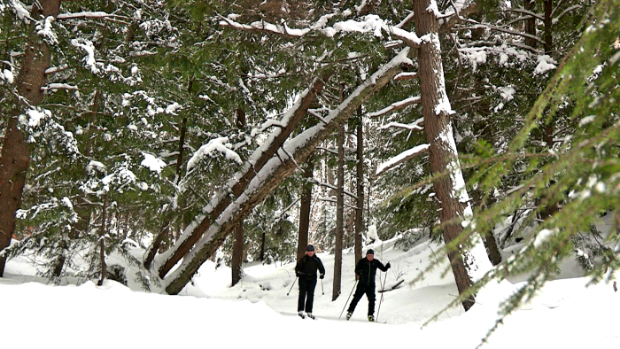 Two men cross country skiing in snowy forest