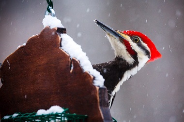 Hand-Feeding Article @adahighlanderphoto.jpg