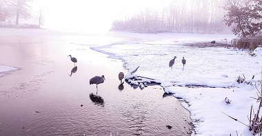 Hand-Feeding Article @garrickfotographic.jpg