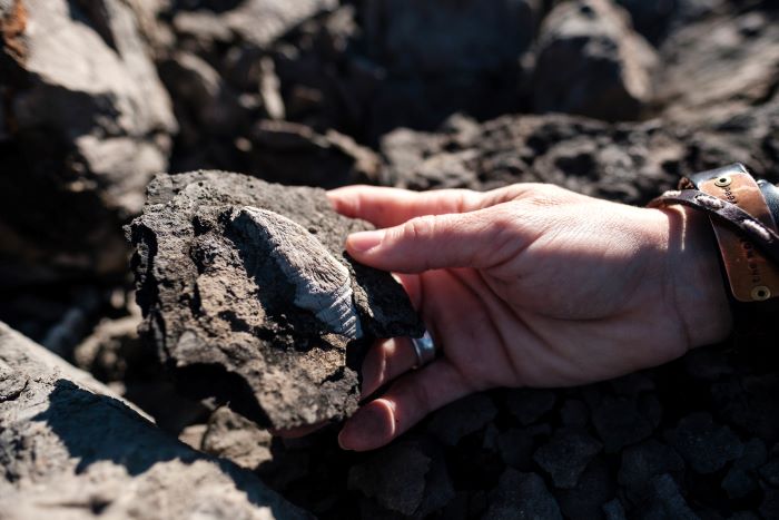 Person holding fossil over rocky ground