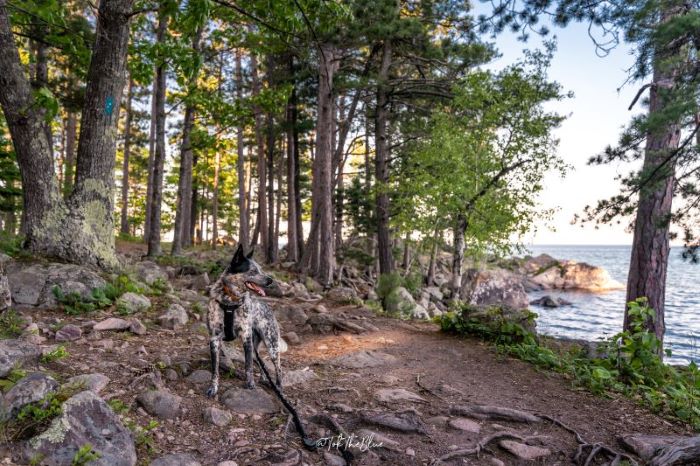 Tok the Blue Heeler on the trail at Wetmore Landing