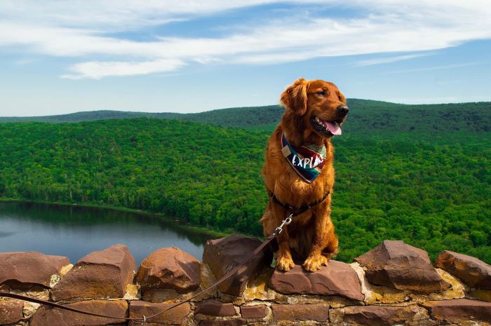 A Guide to Michigan's Pet-Friendly Beaches | Michigan