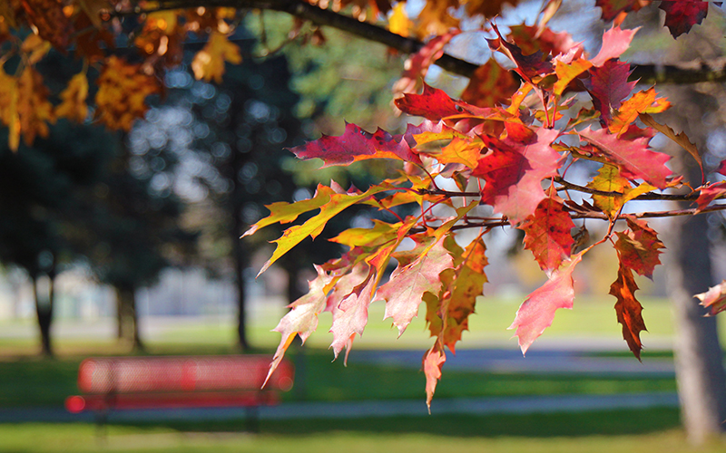 Pure michigan fall color update september 18 2020