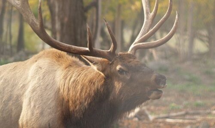 A male elk in the Gaylord area.